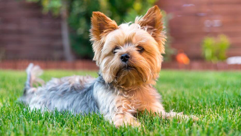 Yorkshire Terrier: Rassebeschreibung | PURINA®